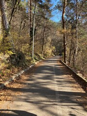 Fototapeta premium path in the woods