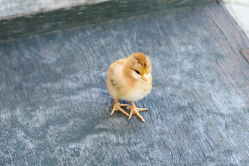Brown chicken chick, small hen, two weeks old. Small brown chicken  on old blue wooden background with copy space.
