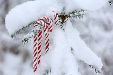 Candy canes hanging on a fir tree branch covered with snow. Christmas winter forest, background for New Year celebration, cold weather