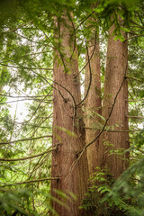 Detail Dreiergruppe Riesen-Lebensbaum