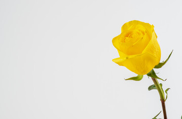beautiful yellow rose isolated on white background. single yellow rose. isolated on white...