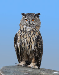 eagle-owl on a branch, blue sky background