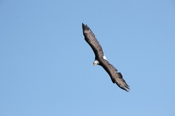 Bald Eagle In Flight