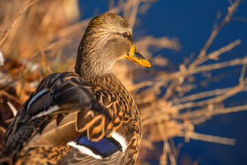 A mallard female on the shore of a lake, close-up. Wild duck (Anas platyrhynchos) is a dabbling duck.