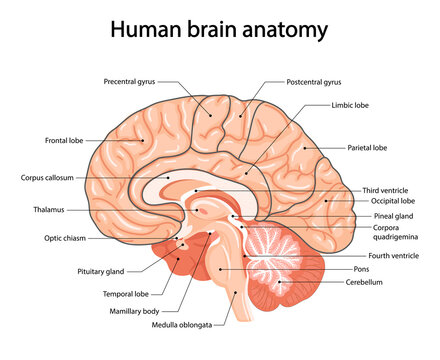 Human brain, anatomical illustration in cartoon style
