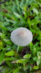 mushroom in the forest