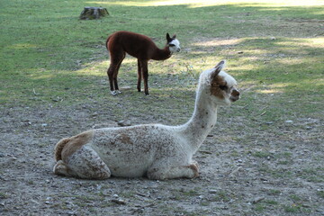 a pair of llamas in the meadow
