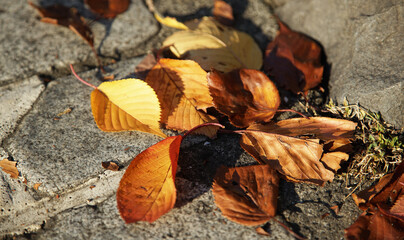 autumn leaves on the ground