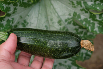 Young dark green zucchini in a woman's hand on a green-gray leaves background.