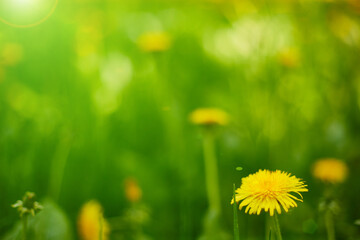 Fototapeta na wymiar Green summer background. Bright foliage. Grass. The sun. Spring.