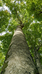Photograph of a tree upward from below the forest