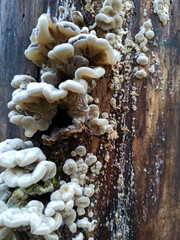 Mushrooms in the undergrowth