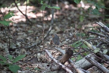 bird on the ground