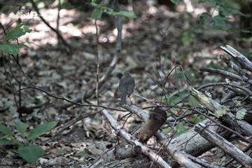 bird on the ground