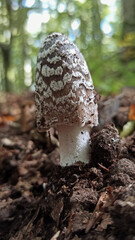 Mushrooms in the undergrowth