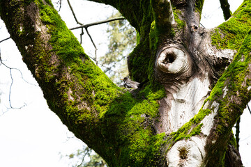 Obraz premium tree trunk covered with moss on a sunny spring day, a blackbird sits between the branches