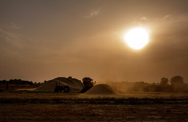 Fototapeta na wymiar wheat crop in wheat fields during harvest season , crops of Punjab 