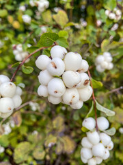 Common snowberry