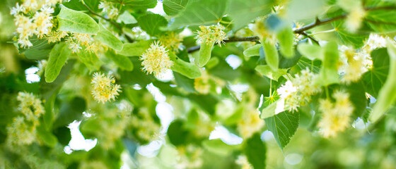 Spring banner background with Linden tree flowers clusters tilia cordata, europea, small-leaved...