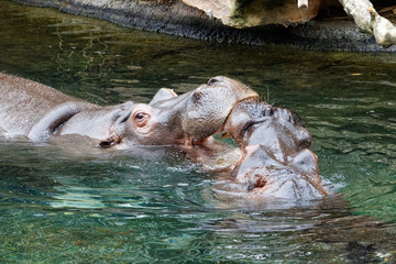 Couple d'hippopotame qui se dispute en se mordant 
