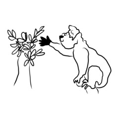 Cute hand-drawn koala. A funny little animal from the rainforest. The Australian bear reaches for the foliage . outline of the line. Vector illustration of animal doodle. Isolated on white.
