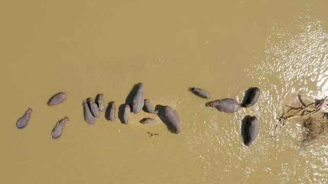 A group Hippos in the Luangwa River that passes through South Luangwa National Park  in the eastern part of Zambia