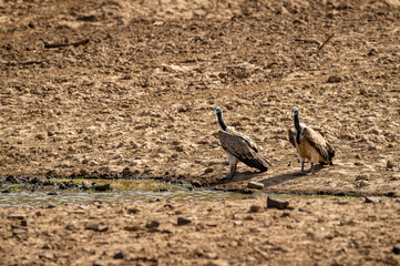 Indian vulture or long billed vulture or Gyps indicus pair near water body during hot summer at Ranthambore National Park or Reserve Rajasthan india