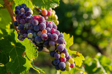 Grappe de raisin dans les vignes au soleil.