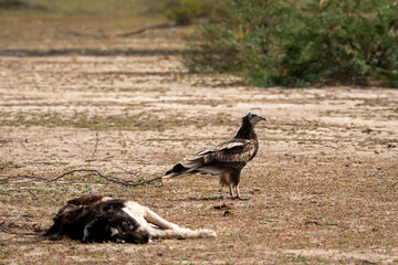 Egyptian vulture or Neophron percnopterus scavenging over dead carcass of feral dog at jorbeer conservation reserve or dumping yard at bikaner rajasthan India