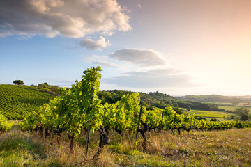 Vigne dans un vignoble en France, viticulture et paysage en France.