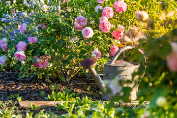 Petit jardin fleuri, arrosoir au milieu des rosiers.