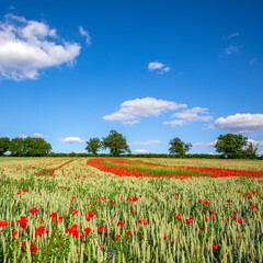 Champ de coquelicot rouge en pleine nature au printemps.
