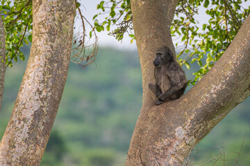 Chacma Baboon sitting in the fork of a tree in Hluhluwe, South Africa