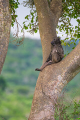 Chacma Baboon sitting in the fork of a tree in Hluhluwe, South Africa
