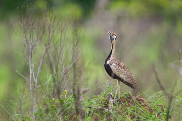 Black-bellied Bustard calling on a mound in the Hluhluwe-umfolozi Park, South Africa