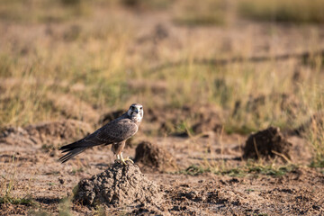 Laggar falcon or Falco jugger portrait at desert national park jaisalmer india
