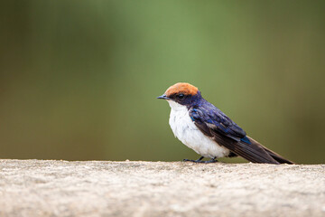 Wire-tailed swallow sitting on a concrete weir in the Hluhluwe-umfolozi park