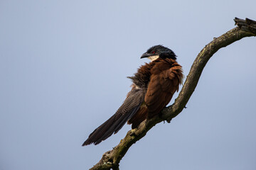 Burchell's Coucal perches on a branch after the rains in Hhuhluwe South Africa