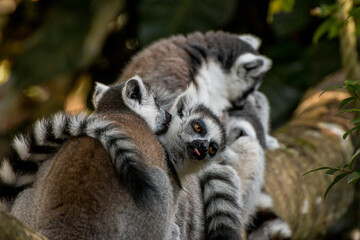Lemurs hugging each other