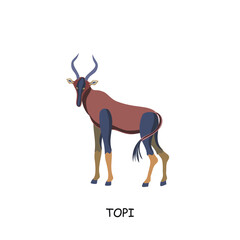 Topi, African animal. Vector illustration isolated on white background.