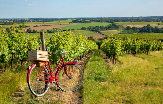 Viticulture en France, vignoble et vieux vélo rouge dans les vignes au soleil.