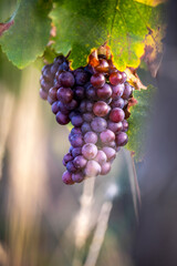 Grappe de raisin à l'automne dans les vignes au soleil.