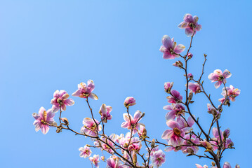 On a warm spring day, the tree blooms pink magnolia. Background flowers. warm April weather.