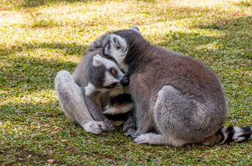 Lemurs hugging each other