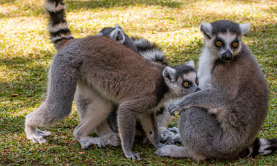 Lemurs hugging each other