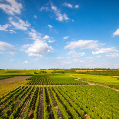 Fototapeta na wymiar Paysage viticole, vignoble et vignes en France au printemps.