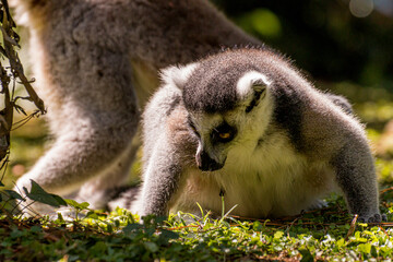 Fototapeta premium portrait of lemur