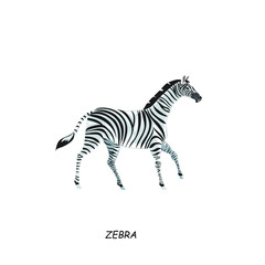 Fototapeta na wymiar Zebra. African animal. Vector illustration isolated on white background.