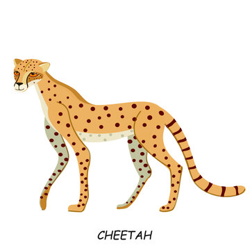 Cheetah. The predatory animal of Africa. Vector