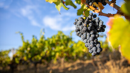 Grappe de raisin noir dans les vignes au soleil.